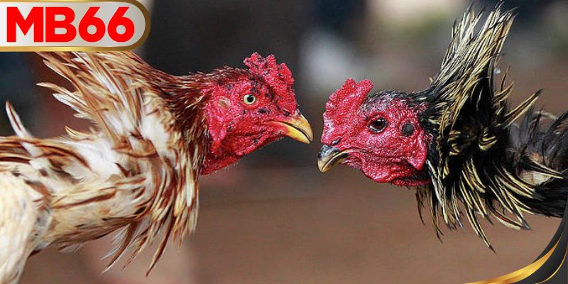 การแข่งขันไก่ชนออนไลน์ที่เต็มไปด้วยความตื่นเต้น