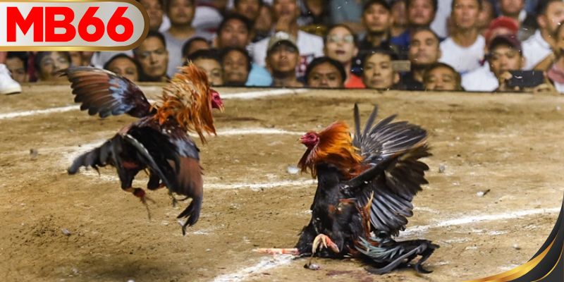 เคล็ดลับบริหารเงินในการเดิมพัน